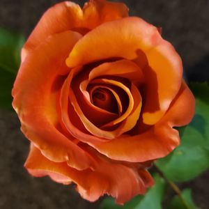 Meet your Posher, Carla n bill